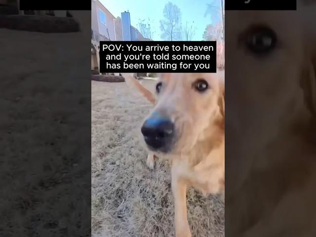 All dogs go to heaven!!!🪽#goldenretriever #alldogsgotoheaven #golden #dogs #doglover