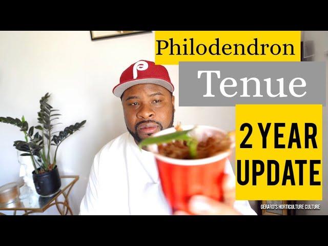 Philodendron Tenue 2 year update