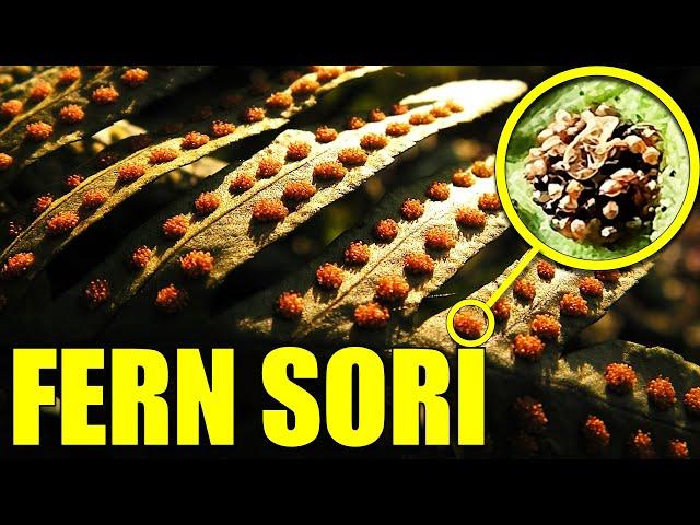 Observing Fern Sori | Macro shots with iPhone | Reproduction in Pteridophytes | Kingdom Plantae