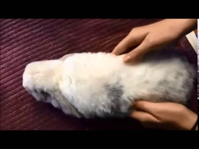 Rabbit Gut Massage for Homecare