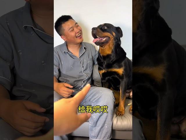 这狗现在啥都懂…… #拉登与阿亮的日常生活