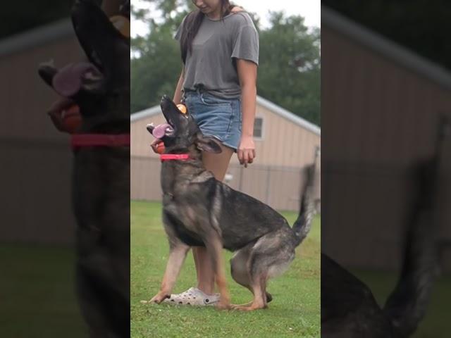 Azula Working at 11 months #gsd #germanshepherd #puppy #schutzhund #dogtraining #igp #texas #mal