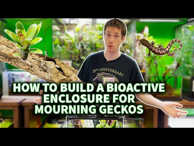 Building a Mourning Gecko enclosure with The Dude!