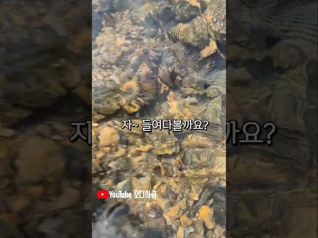 사금이 숨어있던 물속자리를 보여드립니다. #사금 #사금채취 #goldpanning