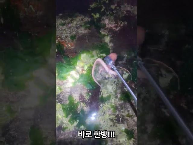 경남권 낙지 해루질영상 (20230717)