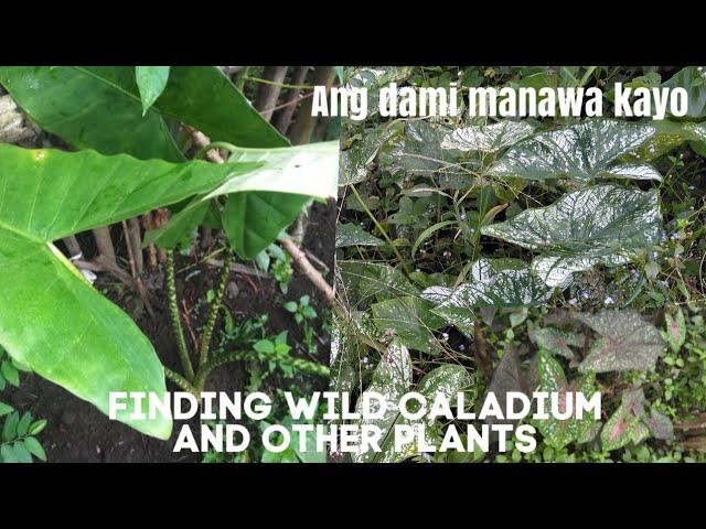 Finding wild Caladium and other plants