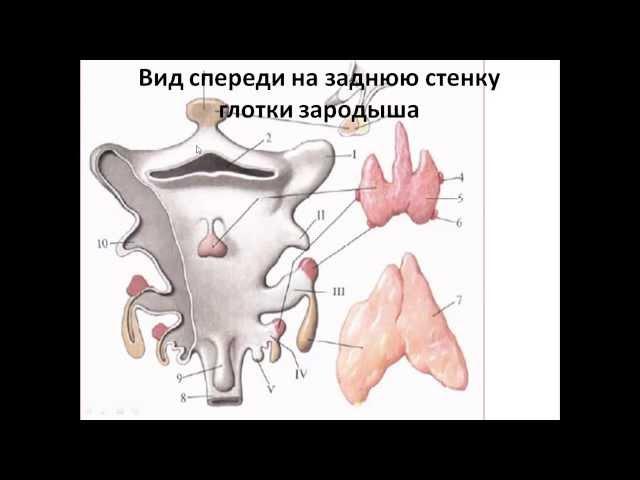 Эндокринная система