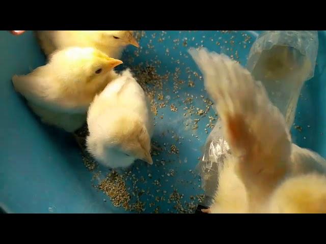 8 days chicks|Baby Chicken  Chirping #shorts@Shiera Vlog