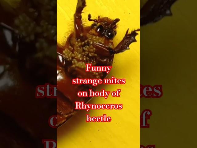 MITES: WHY SO MANY STRANGE SMALL MITES ARE ON BODY OF RHYNOCEROS BEETLE? 12.06.2024.