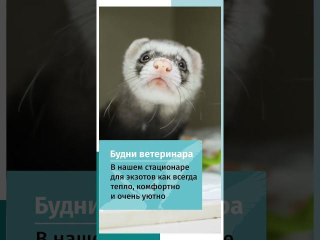Хорёк лечится в стационаре ветеринарной клиники