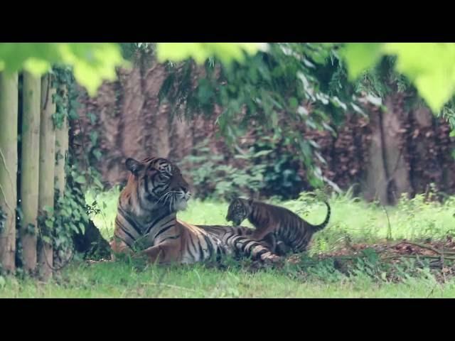 Tiger cub plays with father Fabi