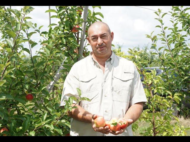 A Big Fruit Tree Nursery - Pidhurivske