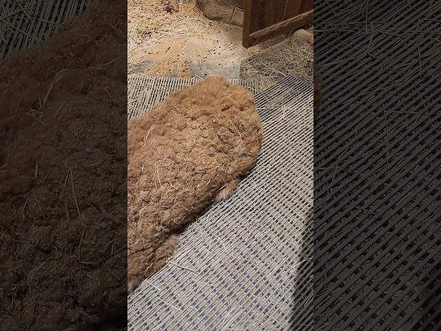 #알파카 #alpaca