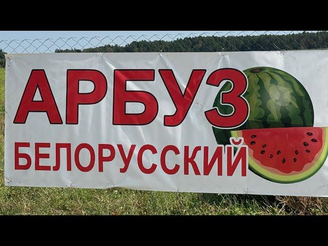 Арбуз в Беларуси, быль или небыль? Не виноградом единым.