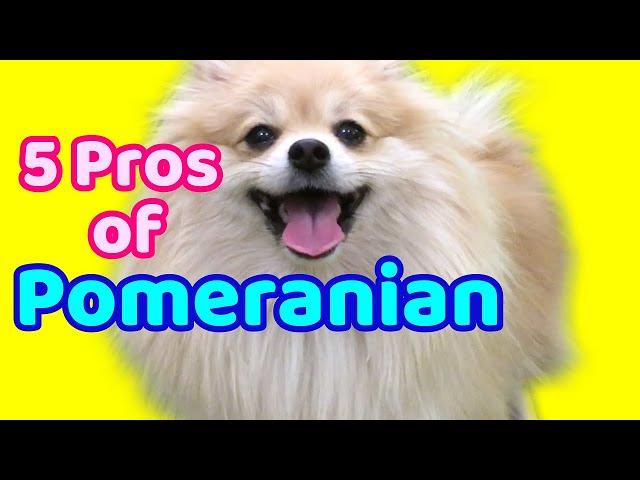 5 Pros of Pomeranian/Why you need a dog/5 Benefits of dog reasons /Dog training 101/Easy tips