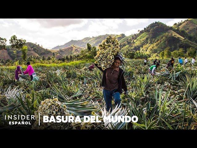 Cómo se aprovechan los restos de las piñas | Basura del mundo | Insider Business