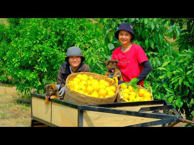 Harvesting Star apple fruit Goes To Market Sell - Cooking, Daily life, Gardening, Farm