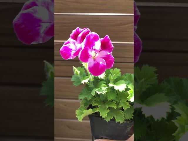 5月3日ペラルゴニウム