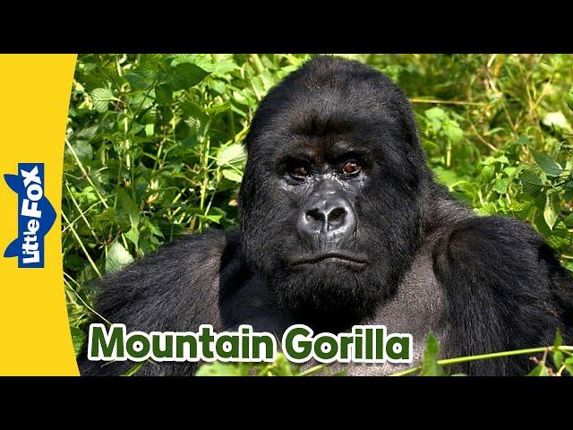 Meet the Animals  | Mountain Gorilla | Wild Animals | Little Fox | Stories for Kindergarten