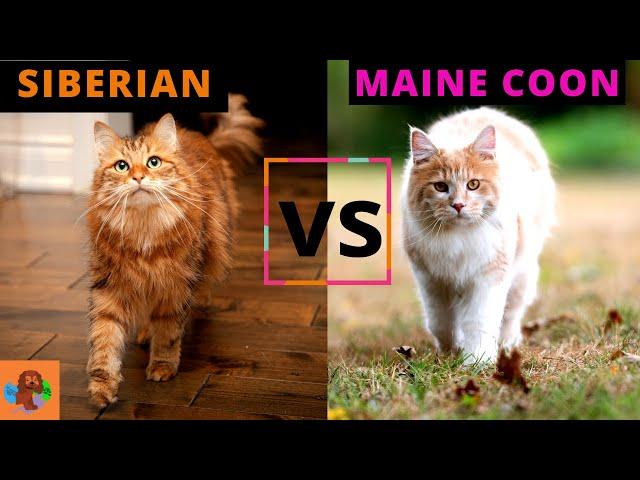 Siberian Cat VS Maine Coon Cat - Which One Should You Choose? (Breed Comparison)!