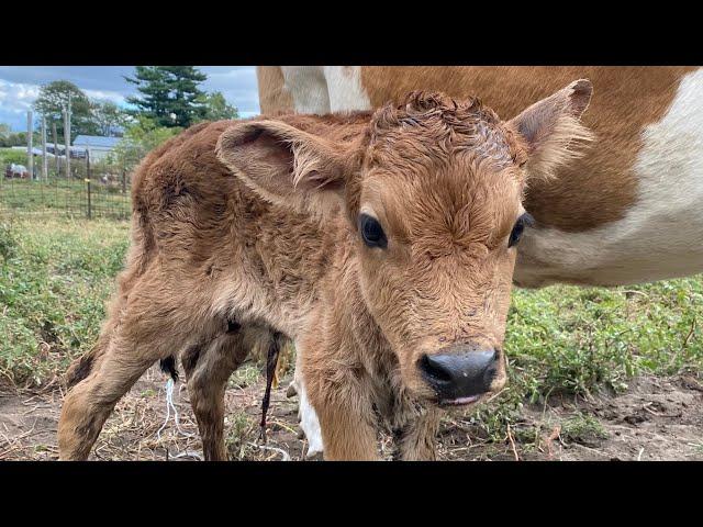 SURPRISE!! Miss Honey had her Baby!