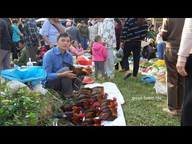 Robert sold a lot of chickens to prepare get married. Green forest life