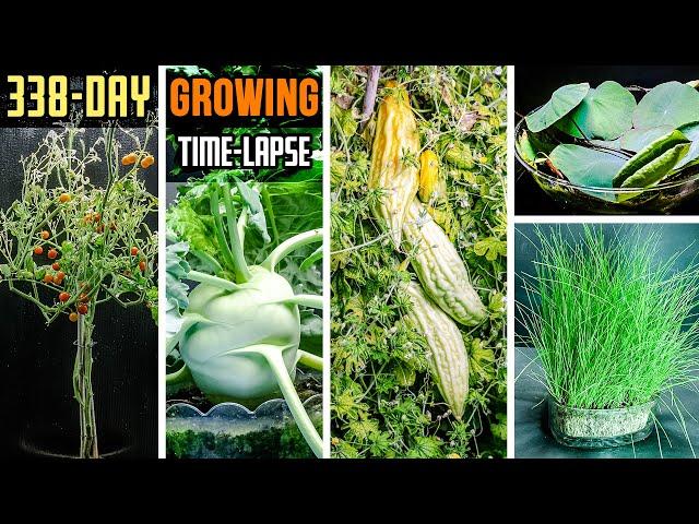 338 Days Growing Plants in 8 Minutes (Time Lapse Compilation)