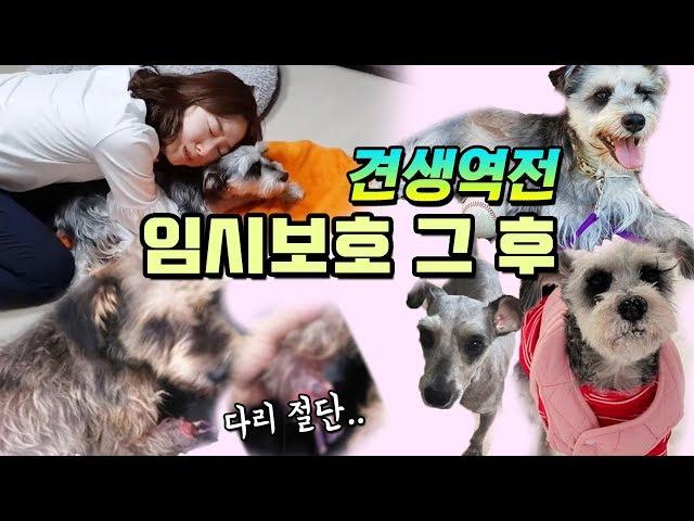 [견생역전이야기] 다리한쪽 없이 구조되어 평생가족을 만나기까지 (긴급임시보호)