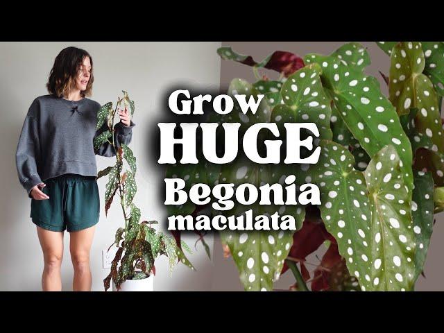 Easy Begonia Plant Care: How I Grow My Tall Begonia