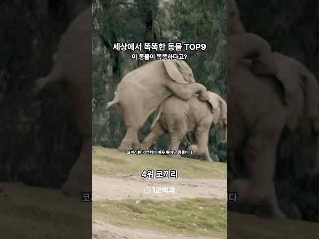 세상의 똑똑한 동물 TOP9 #1분백과 #상식 #지식 #쇼츠 #동물