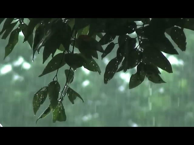 Gentle Rainstorm White Noise for Restful Nights and Tranquil Days | Background Rain Sounds