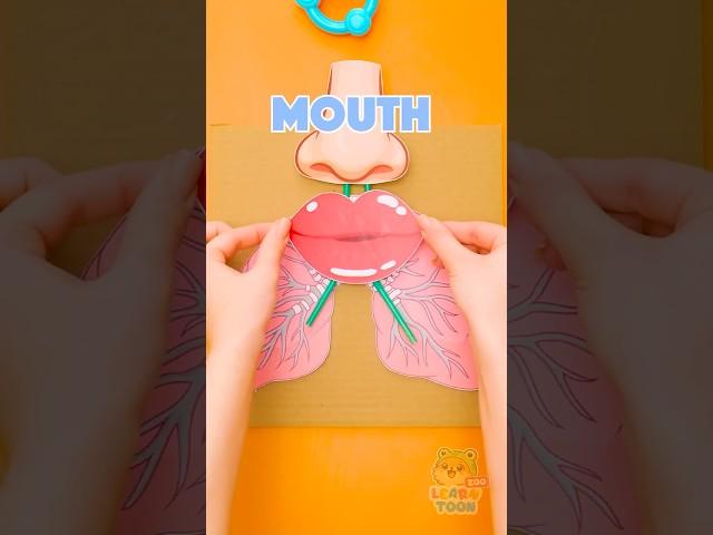 WHAT'S INSIDE Our AMAZING Lungs?🫁 How Breathing Works  #kids #funforkids
