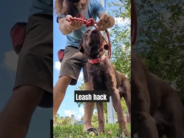 Leash hack for better control of your dog #dogs #dogtrainer #dogtraining #diy #lifehacks