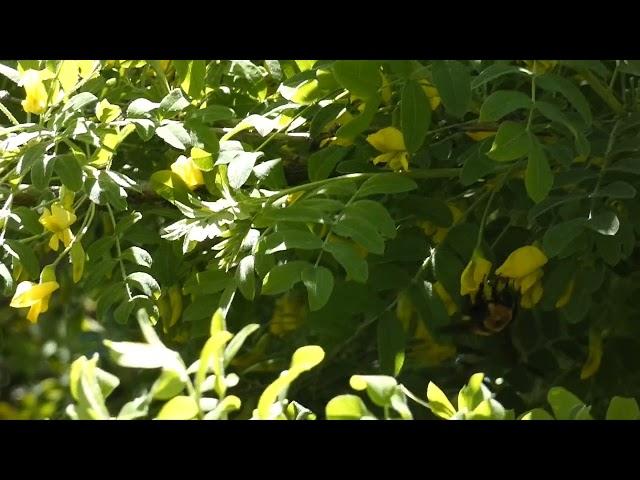 Bees in June in Wyoming