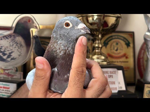 Racing Pigeons.. Pakistan Pigeon Auction (Golden Edition)..