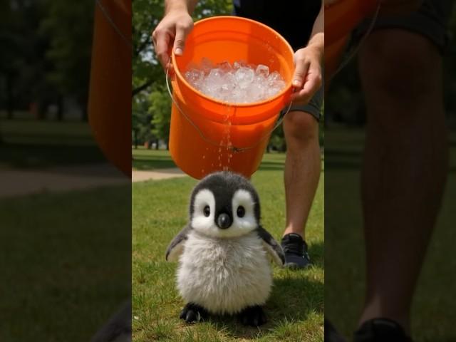 Thanks for cold bath..#cute #cutebababy #cuteanimal #penguin #cutepenguin #antarctica