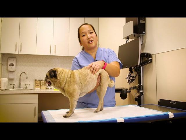 How to do Bladder Expressions on Your Pet