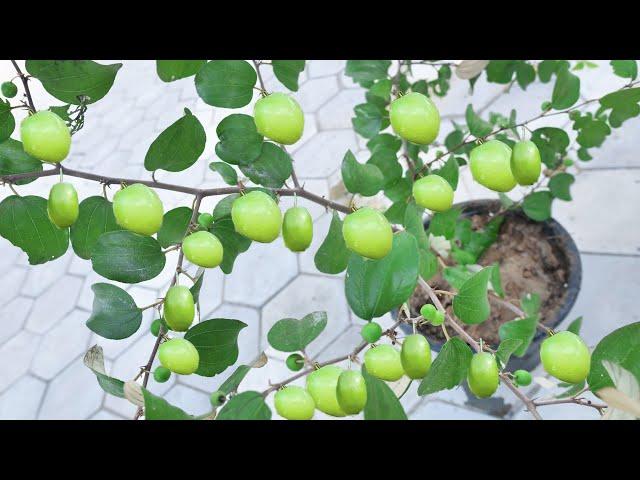 How To Propagate Jujube Tree Fast From Cutting (100% Success)