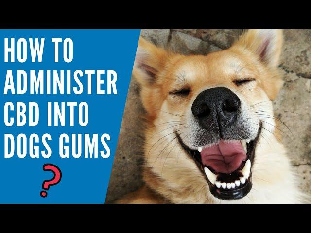 How to Administer CBD Oil into the Gums