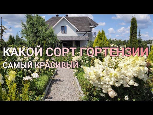 КАКАЯ ГОРТЕНЗИЯ САМАЯ КРАСИВАЯ | Какой сорт гортензии самый красивый | Какую гортензию выбрать в сад