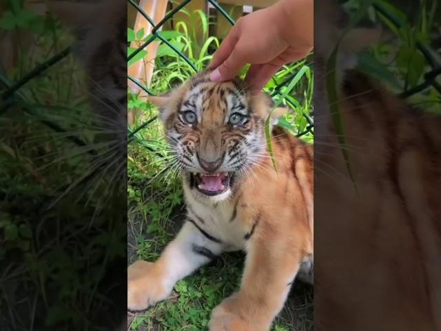 OMG!!! so fierce tiger cub #tigercub  #tiger #kitten #cute #kitty #zoo #adorable