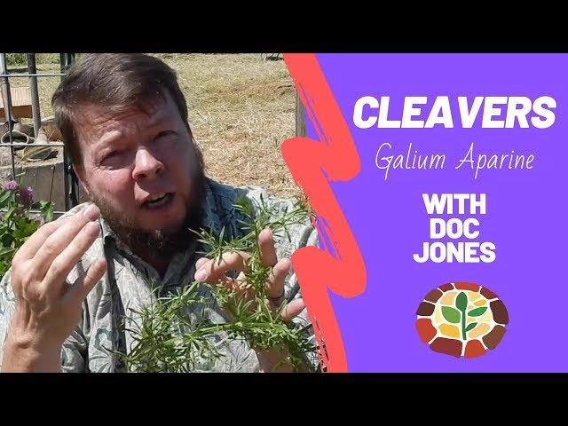 Medicinal Cleavers - Everything You Need To Know!