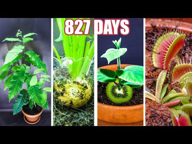 Plant Growing Time Lapse Compilation (827 Days in 8 Minutes)