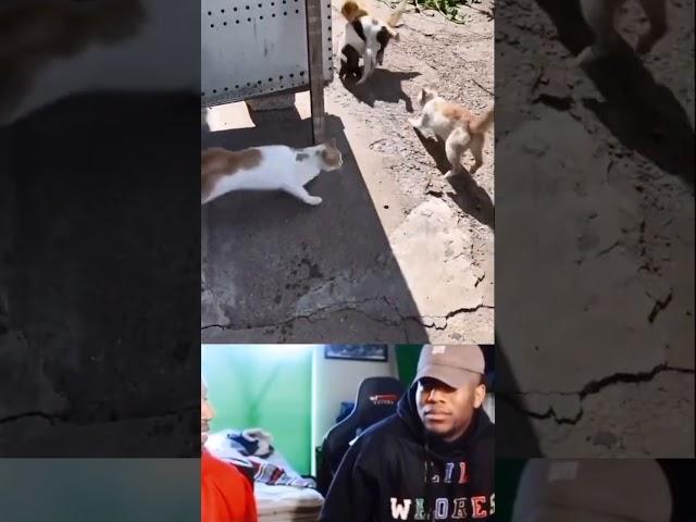 3 Kucing VS 1 Anjing #shorts #kucing #anjing