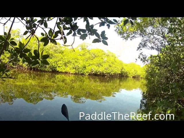 Kayaking Dove Creek Hammocks in The Florida Keys