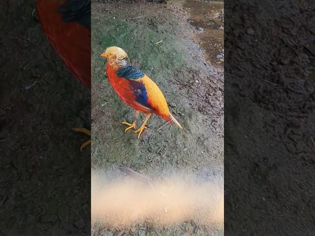 What's Wrong With Blaze The Pheasant? #pheasant