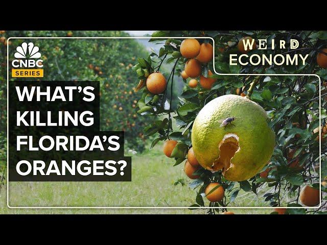 Why California Is Beating Florida In Citrus Production