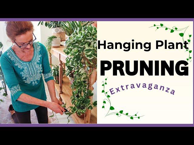 PRUNING HACKS FOR FULLER, HEALTHIER HANGING PLANTS. End Of Summer "Tidy-Up"!