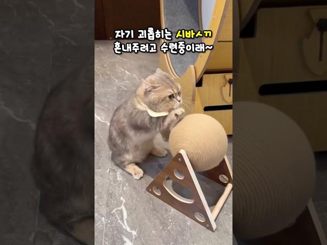 괴롭히는 시바ㅅ끼에게 복수를 위해 수련하는 냥이래! #고양이스크래쳐