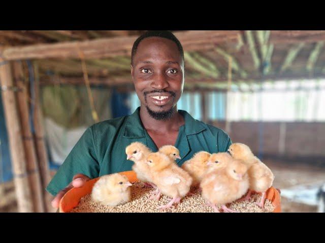 How to Raise Baby Chicks. Simple, Easy & Cheap Tips!